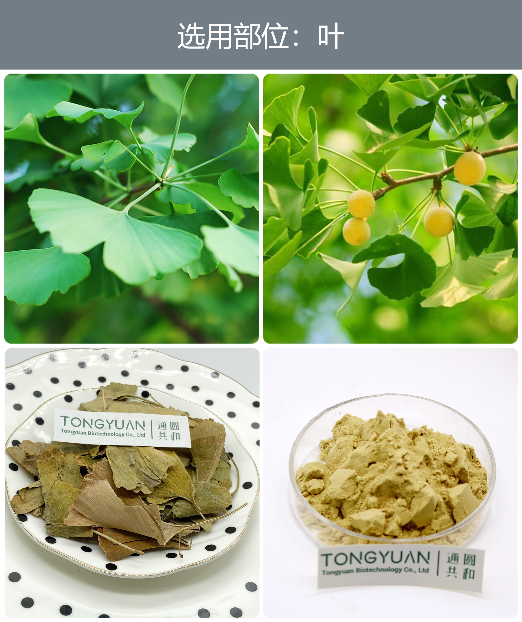 銀杏葉222 銀杏葉222