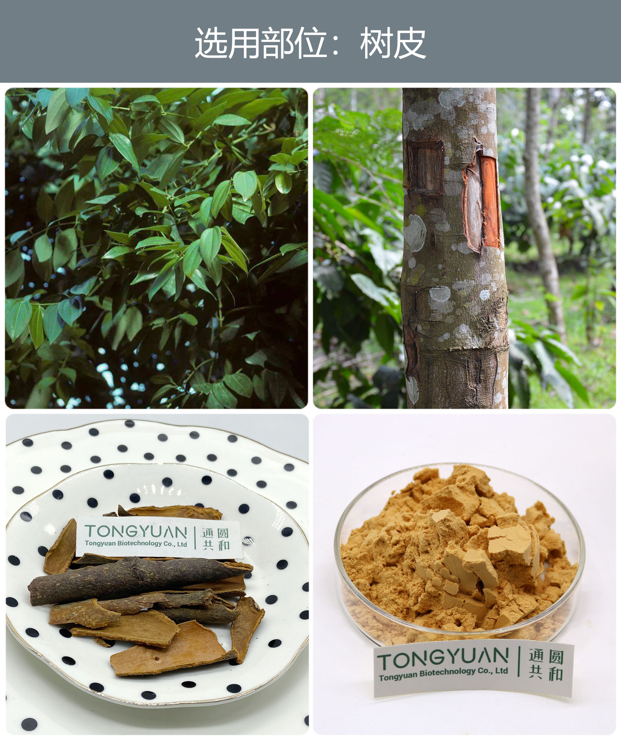 肉桂2222 肉桂2222