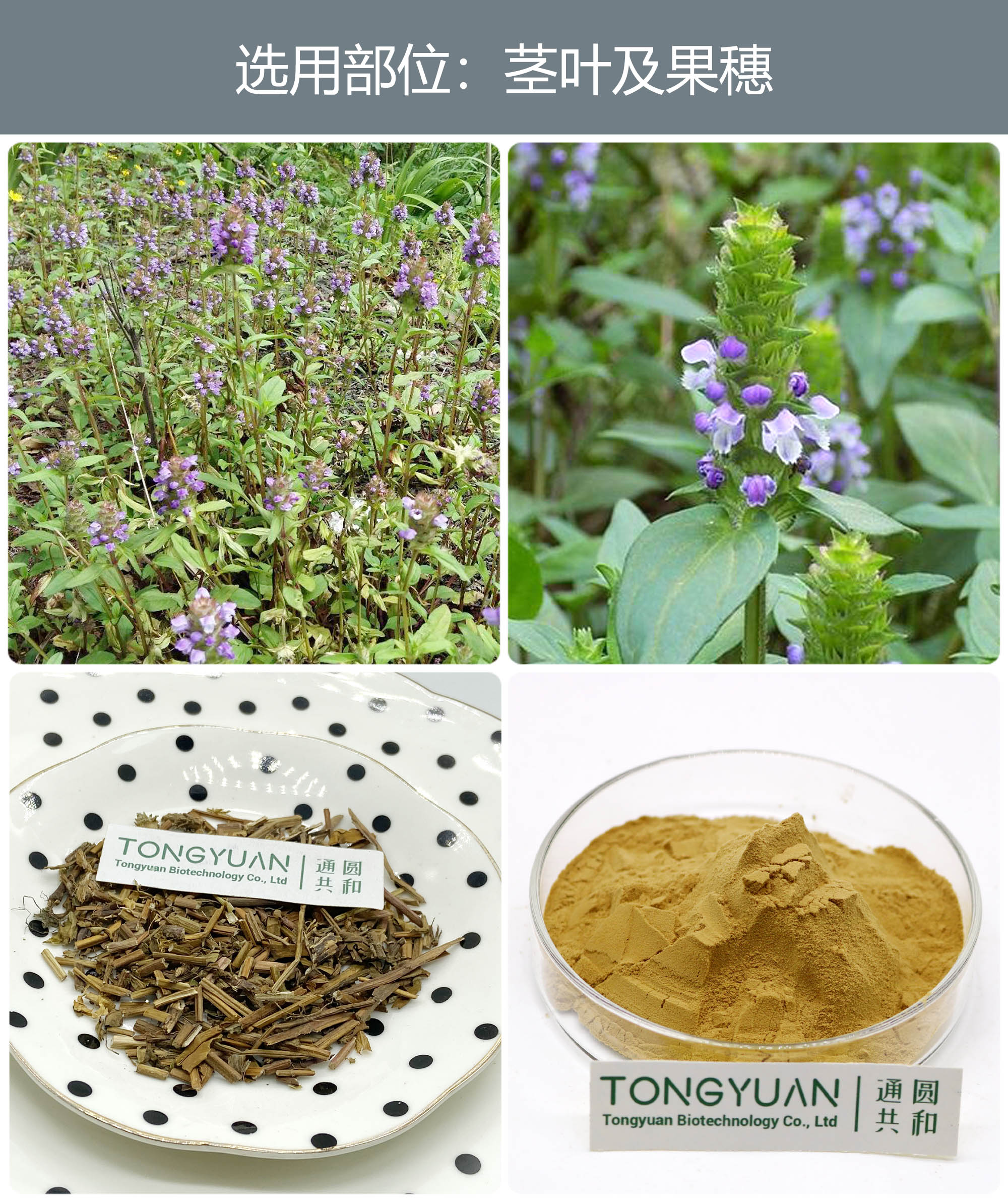 夏枯草2222 夏枯草2222